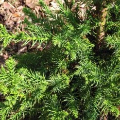 Black Dragon Cryptomeria -Nature Grove Shop Cryptomeria Black Dragon 3