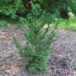 Black Dragon Cryptomeria -Nature Grove Shop Cryptomeria Black Dragon 4