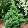 Black Dragon Cryptomeria -Nature Grove Shop Cryptomeria Black Dragon FGT 600x600 9cd5898a a453 4463 8500 45fbd2c94a22