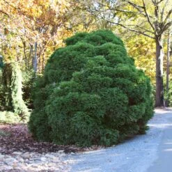 Cryptomeria 'Globosa Nana' Shrub 10 Cryptomeria 'Globosa Nana' Shrub -Nature Grove Shop Cryptomeria Radicans 1 5a013f2a 9f79 4f42 98de 73ba60d03d17