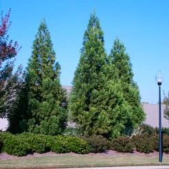 Cryptomeria Radicans -Nature Grove Shop Cryptomeria Radicans 2