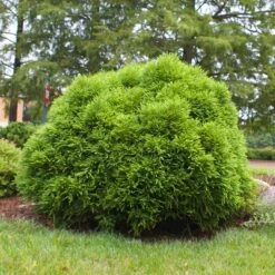 Cryptomeria 'Globosa Nana' Shrub 12 Cryptomeria 'Globosa Nana' Shrub -Nature Grove Shop Cryptomeria Radicans 3