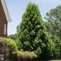 Cryptomeria Radicans -Nature Grove Shop Cryptomeria Radicans 5