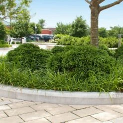 Cryptomeria 'Globosa Nana' Shrub 13 Cryptomeria 'Globosa Nana' Shrub -Nature Grove Shop Cryptomeria Radicans 5 1b1b9abd 7f86 4bef bc80 cb1e72effa46