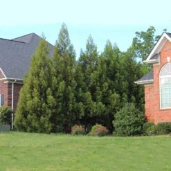 Cryptomeria Radicans -Nature Grove Shop Cryptomeria Radicans 6