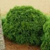Cryptomeria 'Globosa Nana' Shrub -Nature Grove Shop Cryptomeria Radicans 600x600 99218423 fc21 4960 9e8d 861b80f63d4c