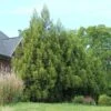 Yoshino Japanese Cedar 2 Yoshino Japanese Cedar -Nature Grove Shop Cryptomeria Yoshino FGT 600x600 f6fd6716 bc05 496c 9aa4 eb10a2750c8f
