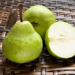 D'Anjou Pear Tree 10 D'Anjou Pear Tree -Nature Grove Shop DAnjou Pear 3 FGT da277ba9 1c1c 4f9f 9202 bc3a27216f3b