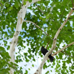 Dakota Pinnacle Birch Tree -Nature Grove Shop Dakota Pinnacle Birch 5