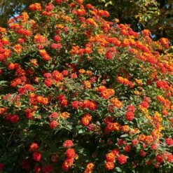 Dallas Red Lantana -Nature Grove Shop Dallas Red lantana 2