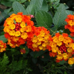 Dallas Red Lantana -Nature Grove Shop Dallas Red lantana 4