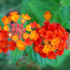Dallas Red Lantana -Nature Grove Shop Dallas Red lantana 7 FGTjpg