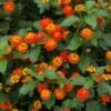 Dallas Red Lantana -Nature Grove Shop Dallas Red lantana FGT 600x600 9259de82 fa99 437e 9033 05b9b734c26f