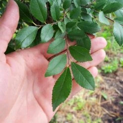 DannaSpire Columnar Elm Tree 10 DannaSpire Columnar Elm Tree -Nature Grove Shop Danaspire Elm 2