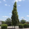DannaSpire Columnar Elm Tree -Nature Grove Shop Danaspire Elm 600x600 4961af7f dea7 40b3 82eb c3bc4c66c411
