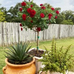 Dancing In The Dark™ Rose Tree -Nature Grove Shop Dancing in the Dark 2