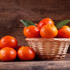 Dancy Tangerine Tree 10 Dancy Tangerine Tree -Nature Grove Shop Dancy Tangerine 1 FGT