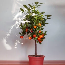 Dancy Tangerine Tree 9 Dancy Tangerine Tree -Nature Grove Shop Dancy Tangerine 2 FGT