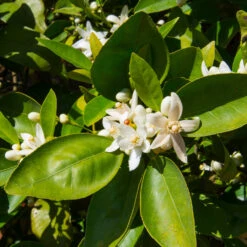 Dancy Tangerine Tree 11 Dancy Tangerine Tree -Nature Grove Shop Dancy Tangerine 7