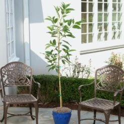 Condo™ Avocado Tree 10 Condo™ Avocado Tree -Nature Grove Shop Day Condo Avocado 1