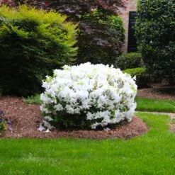 Delaware Valley White Azalea -Nature Grove Shop Delaware Valley Azalea FGT 2