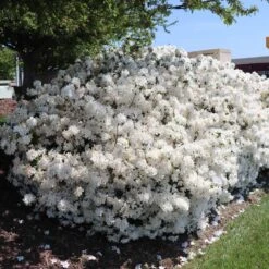 Delaware Valley White Azalea -Nature Grove Shop Delaware Valley Azalea FGT 3