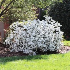 Delaware Valley White Azalea -Nature Grove Shop Delaware Valley Azalea FGT 4