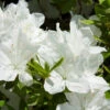 Delaware Valley White Azalea -Nature Grove Shop Delaware Valley Azalea FGT 600x600 00619668 24d4 47d2 8325 74071c92d4ae