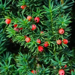 Dense Spreading Yew 9 Dense Spreading Yew -Nature Grove Shop Dense spreading yew 3 FGT