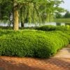Dense Spreading Yew -Nature Grove Shop Dense spreading yew FGT 600x600 e957b545 421a 44cc 9fc5 5adabf8987c3