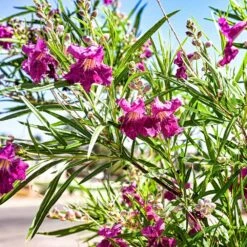 Bubba Jones Desert Willow -Nature Grove Shop Desert WIllow Bubba Jones 1