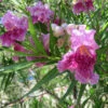 Bubba Jones Desert Willow 1 Bubba Jones Desert Willow -Nature Grove Shop Desert WIllow Bubba Jones 600x600 a9515f42 f813 44b7 b66d ed50ae000e31