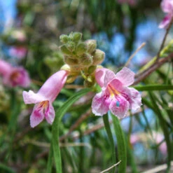 Bubba Desert Willow -Nature Grove Shop Desert Willow Bubba 2