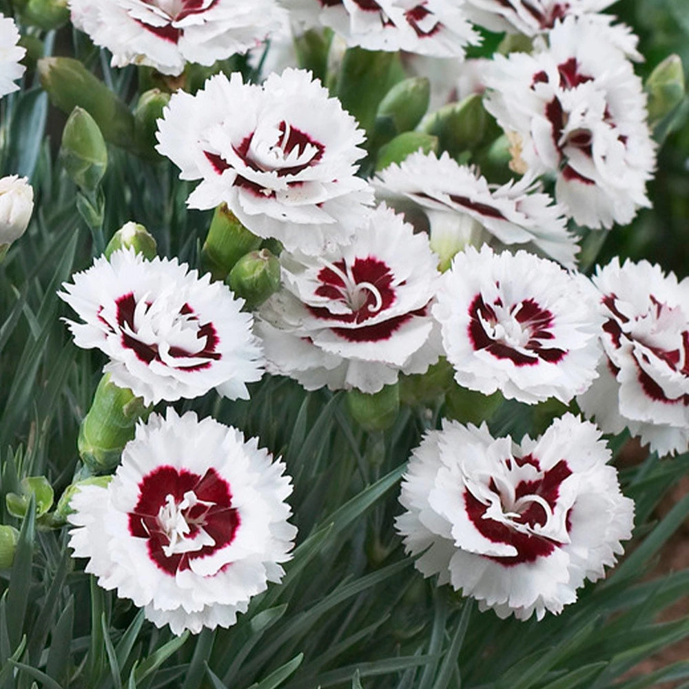 Scent First® Coconut Surprise Dianthus Plant 5 Scent First® Coconut Surprise Dianthus Plant - Image 3