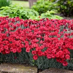 Fruit Punch® ‘Maraschino’ Dianthus -Nature Grove Shop Dianthus Fruit Punch 2