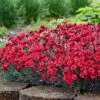 Fruit Punch® ‘Maraschino’ Dianthus -Nature Grove Shop Dianthus Fruit Punch FGT 600x600 7209b3d8 fa7d 4d44 942e 58cf5af7ee41