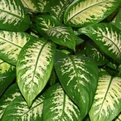 Dieffenbachia And Song Of India Combo -Nature Grove Shop Diffenbachia song of india 2