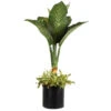 Dieffenbachia And Song Of India Combo 2 Dieffenbachia And Song Of India Combo -Nature Grove Shop Diffenbachia song of india 600x600 7274c5a1 437b 4d7f a274 bd3d5f360208