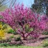 Don EGolf Redbud Tree 1 Don EGolf Redbud Tree -Nature Grove Shop Don E Golf Redbud FGT 600x600 c49249c0 d50c 46f7 91fb 098afcd5a4c7