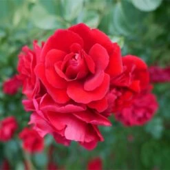 Don Juan Climbing Rose 7 Don Juan Climbing Rose -Nature Grove Shop Don Juan 1 FGT
