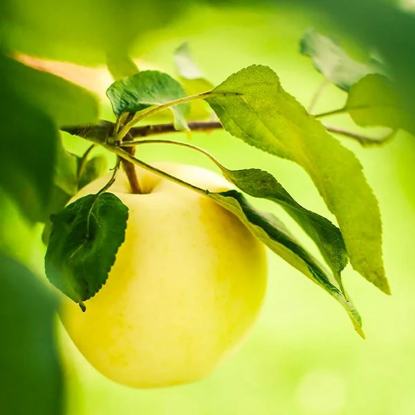 Dorsett Golden Apple Tree 3 Dorsett Golden Apple Tree