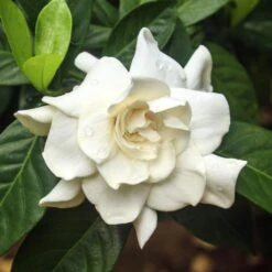 Double Blooming Gardenia Tree -Nature Grove Shop Double Blooming Gardenia 3 FGT