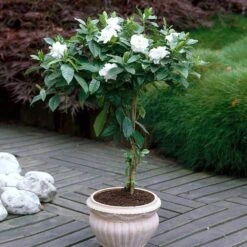 Double Blooming Gardenia Tree -Nature Grove Shop Double Blooming Gardenia 6 FGT