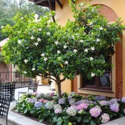 Double Blooming Gardenia Tree -Nature Grove Shop Double Blooming Gardenia Tree 6