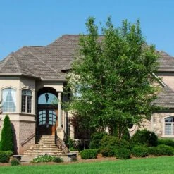 Dura Heat® River Birch -Nature Grove Shop Dura Heat River Birch 1