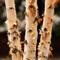 Dura Heat® River Birch -Nature Grove Shop Dura Heat River Birch 4