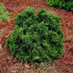 Dwarf Hinoki Cypress Shrub -Nature Grove Shop Dwarf Hinoki Cypress 1
