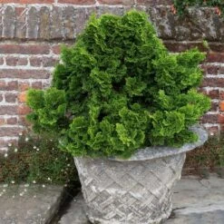 Dwarf Hinoki Cypress Shrub -Nature Grove Shop Dwarf Hinoki Cypress 2