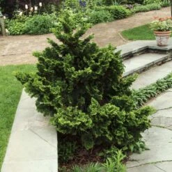 Dwarf Hinoki Cypress Shrub -Nature Grove Shop Dwarf Hinoki Cypress 3
