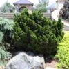 Dwarf Hinoki Cypress Shrub -Nature Grove Shop Dwarf Hinoki Cypress 600x600 cac0050d 9e2c 4c5e 9007 df543b90c8f8